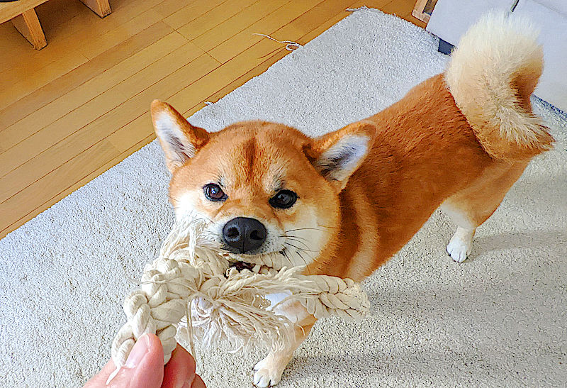 How to play with a Shiba Inu